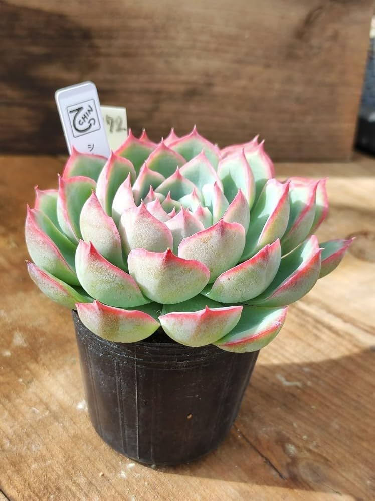 多肉植物   シルエット　双頭 ☆シルエット 多肉植物 自家栽培 国産 多肉植物 美✴︎taniku